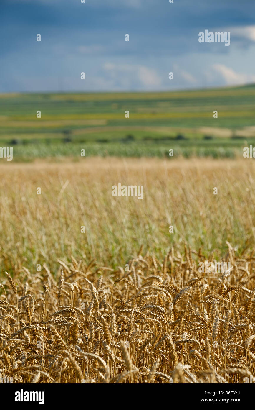 Grain field romania hi-res stock photography and images - Alamy