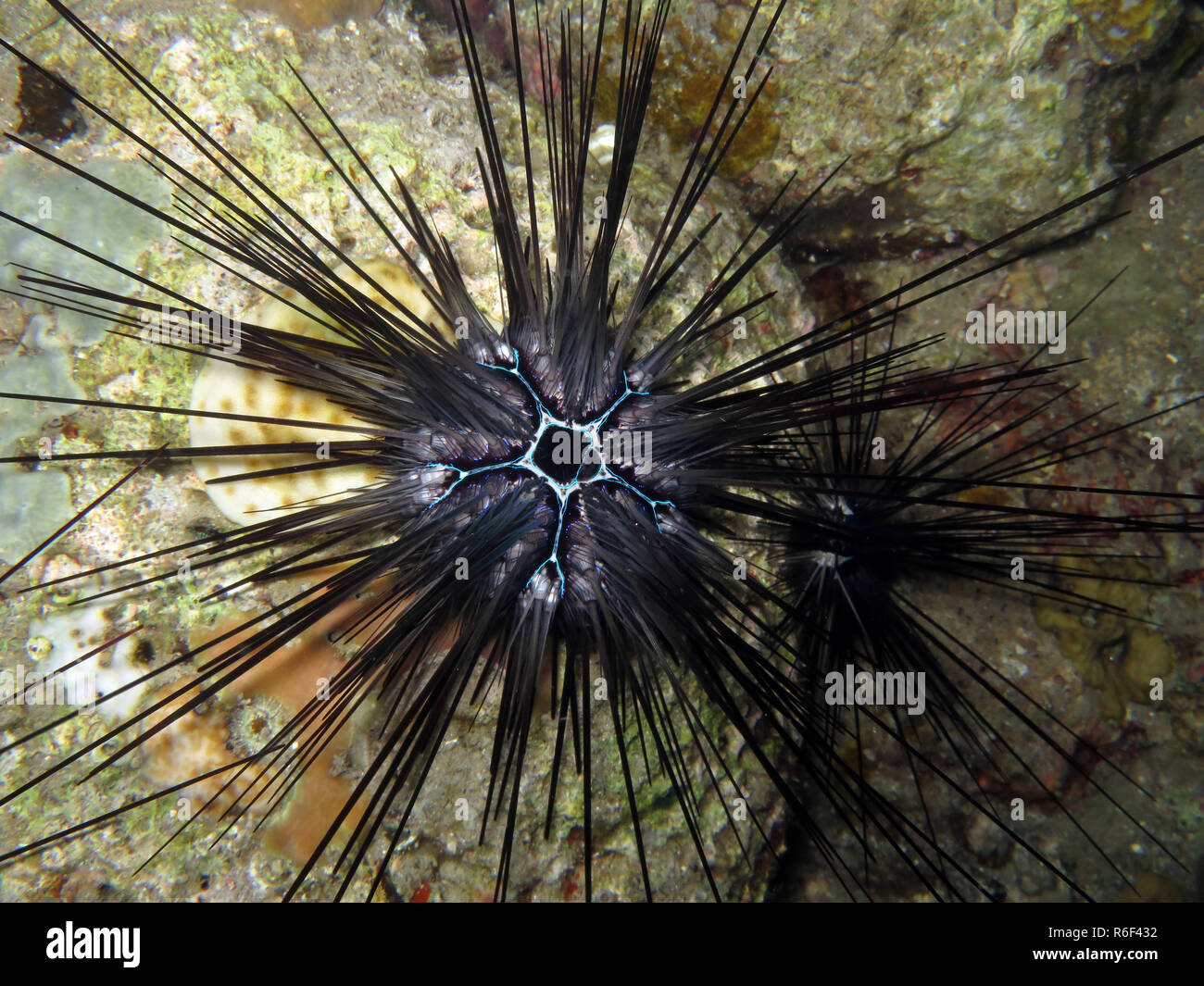 savigny's tiara-sea-urchin diadema savignyi Stock Photo