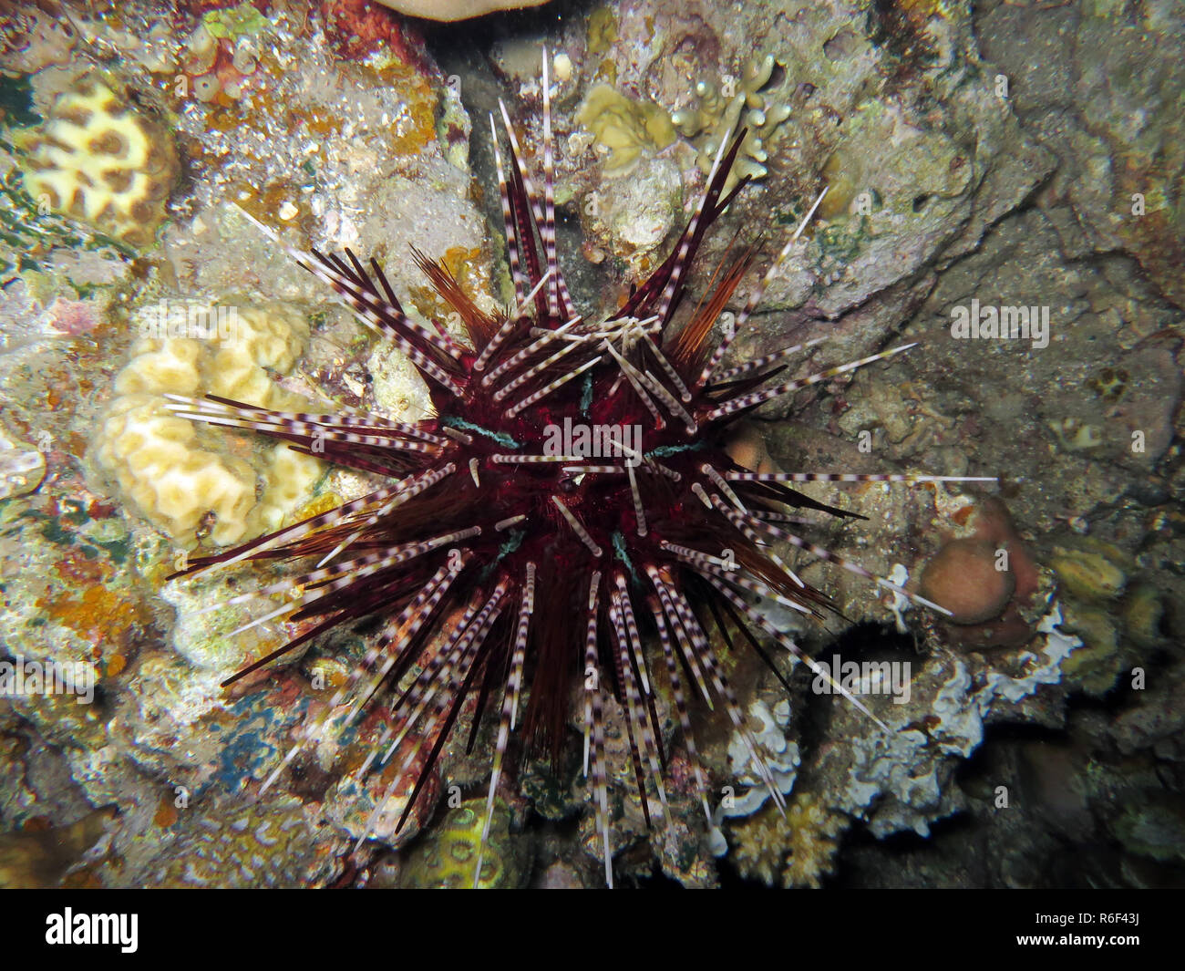 pencil tiara sea urchin echinothrix calamaris Stock Photo