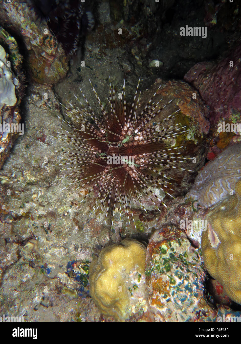 pencil tiara sea urchin echinothrix calamaris Stock Photo