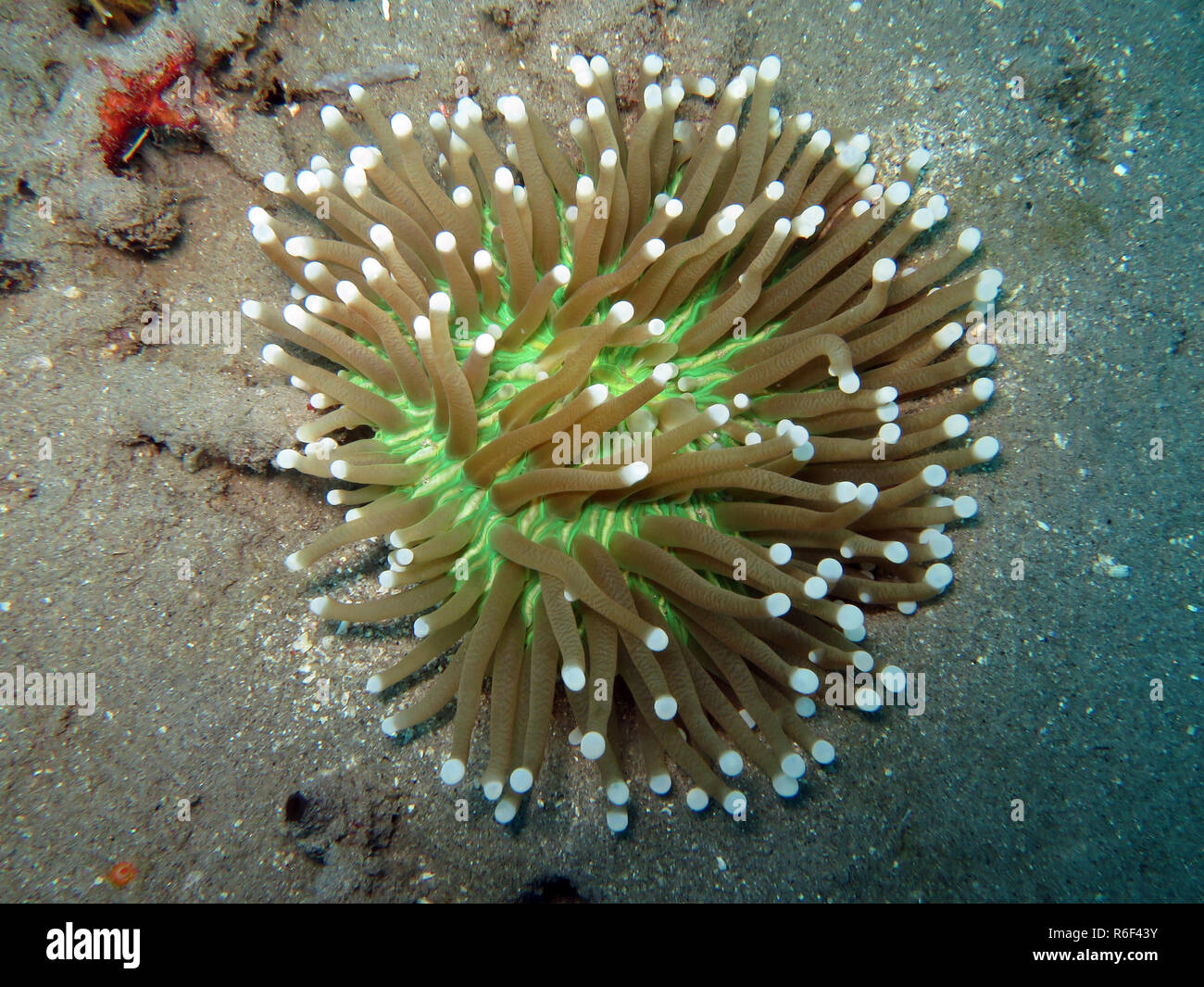 anemone mushroom coral (heliofungia actiniformis,synonym fungia actiniformis) Stock Photo
