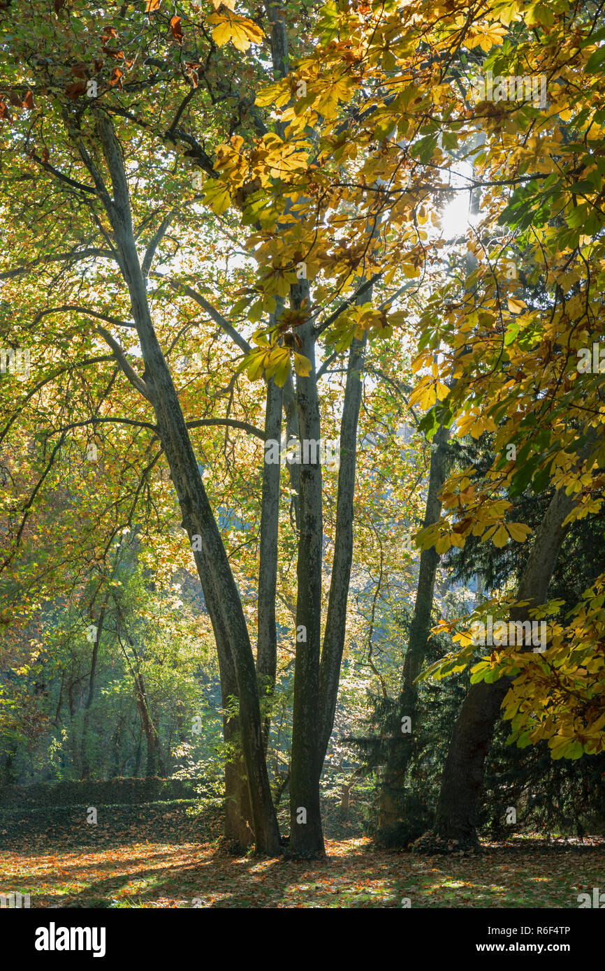 Parque Natural del Monasterio de Piedra, Zaragoza Province, Aragon, Spain.  Trees in autumn. Stock Photo