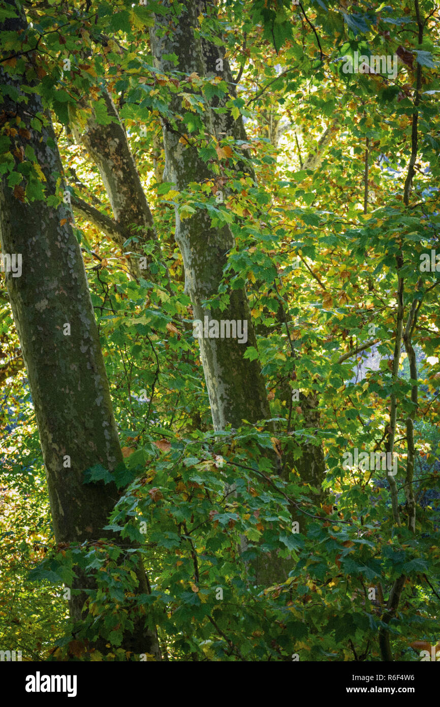 Parque Natural del Monasterio de Piedra, Zaragoza Province, Aragon, Spain.  Trees in autumn. Stock Photo