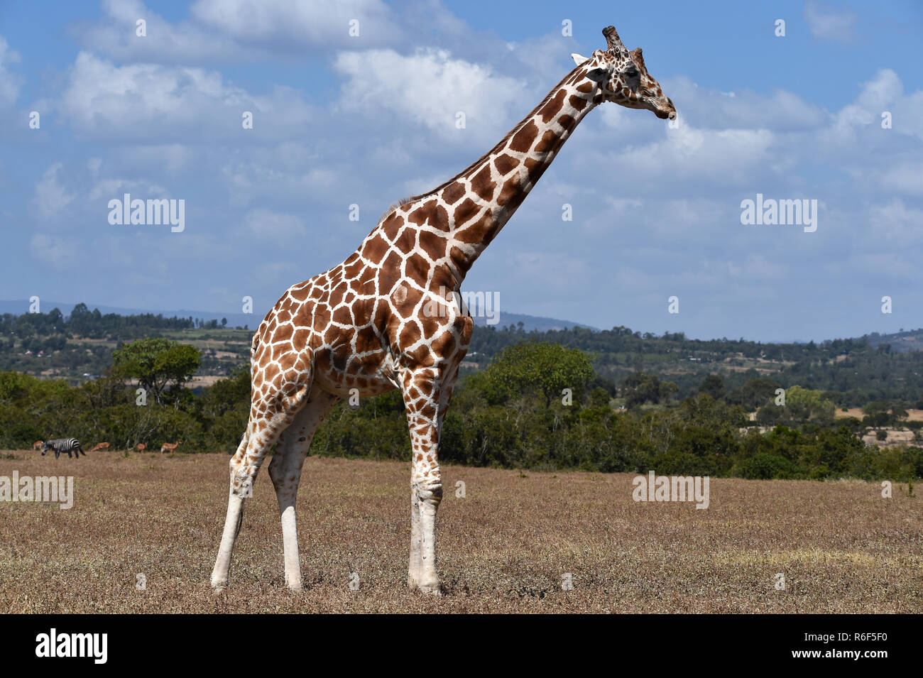 giraffe in kenya Stock Photo