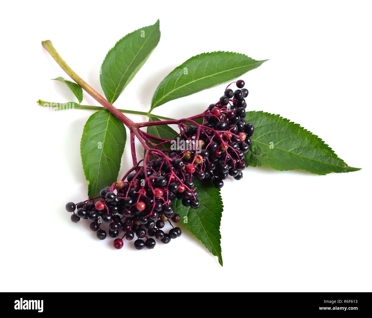 Sambucus nigra. Common names include elder, elderberry, black elder, European elder, European elderberry and European black elderberry. Stock Photo