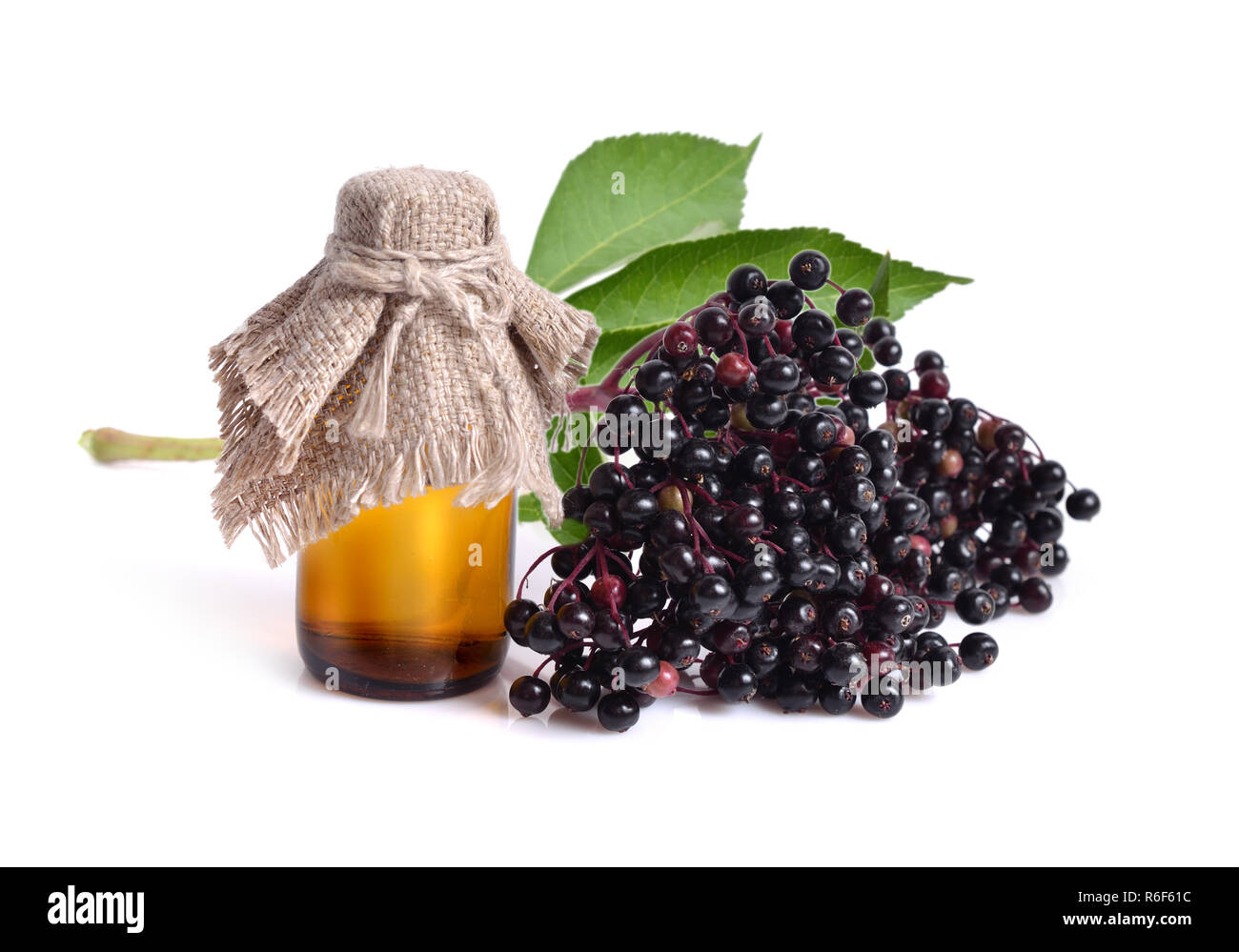 Sambucus nigra. Common names include elder, elderberry, black elder, European elder, European elderberry and European black elderberry. Stock Photo