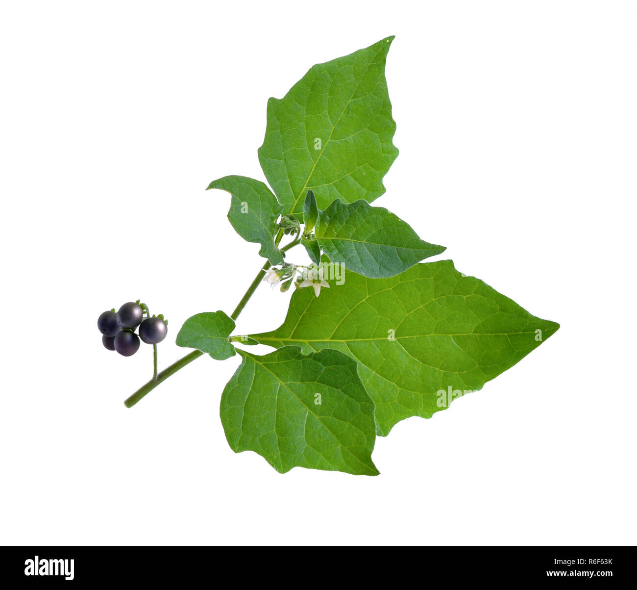Solanum nigrum. European black nightshade or locally just black nightshade, duscle, garden nightshade, garden huckleberry, hound's berry, petty morel, Stock Photo