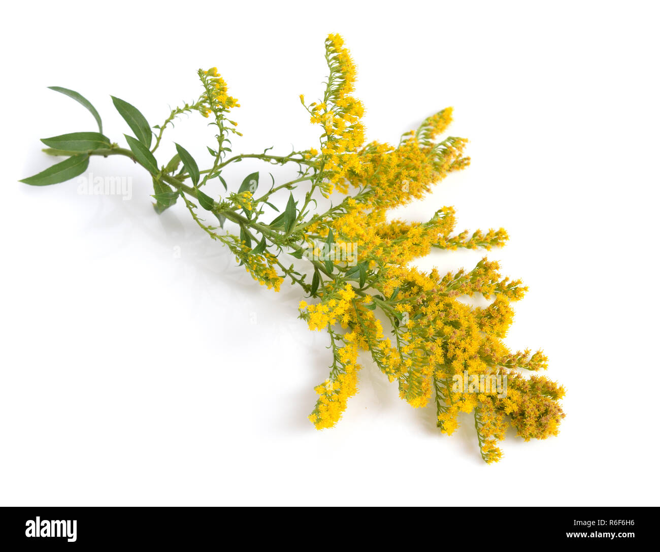 Solidago, commonly called goldenrods. Isolated. Stock Photo