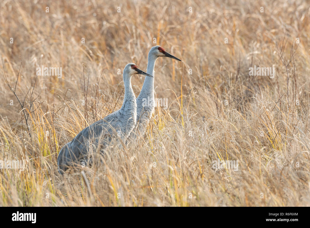 Sandhill cranes foraging hires stock photography and images Alamy