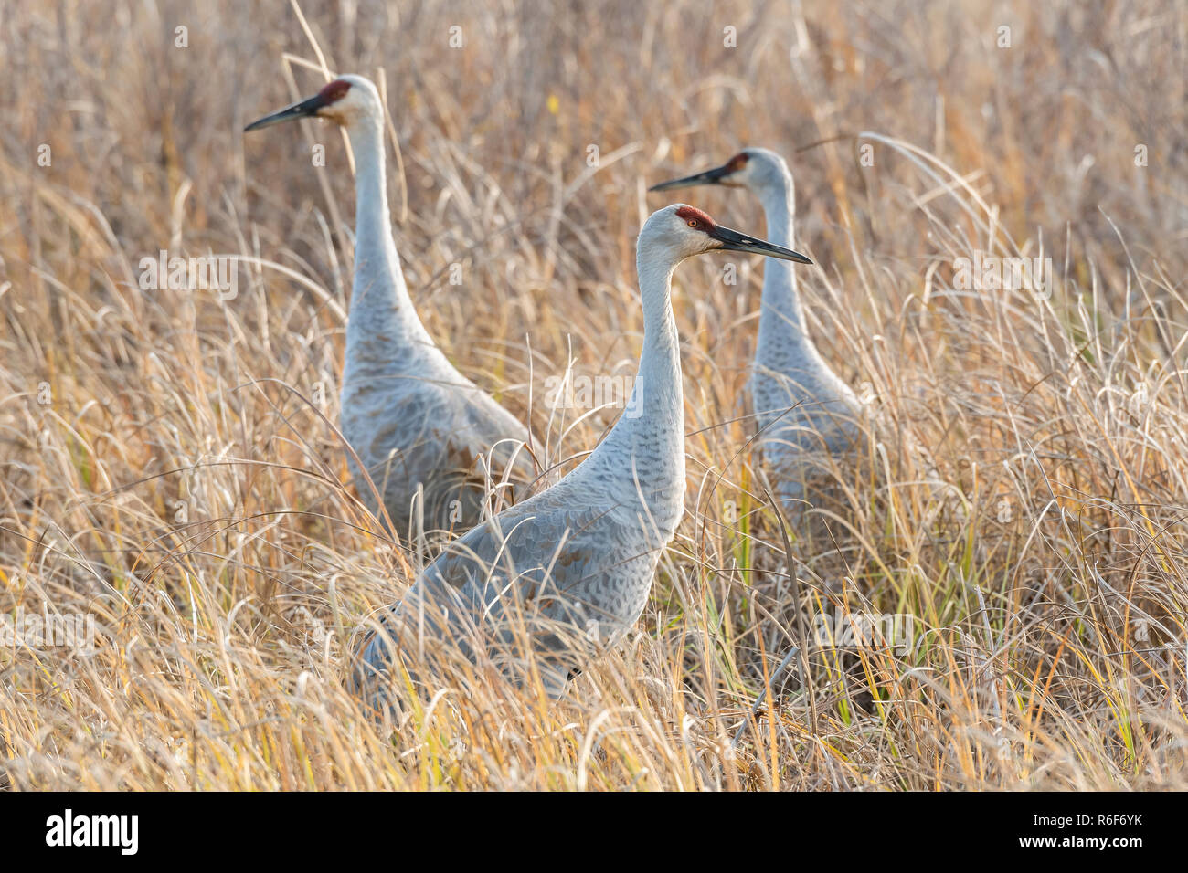 Sandhill cranes foraging hires stock photography and images Alamy