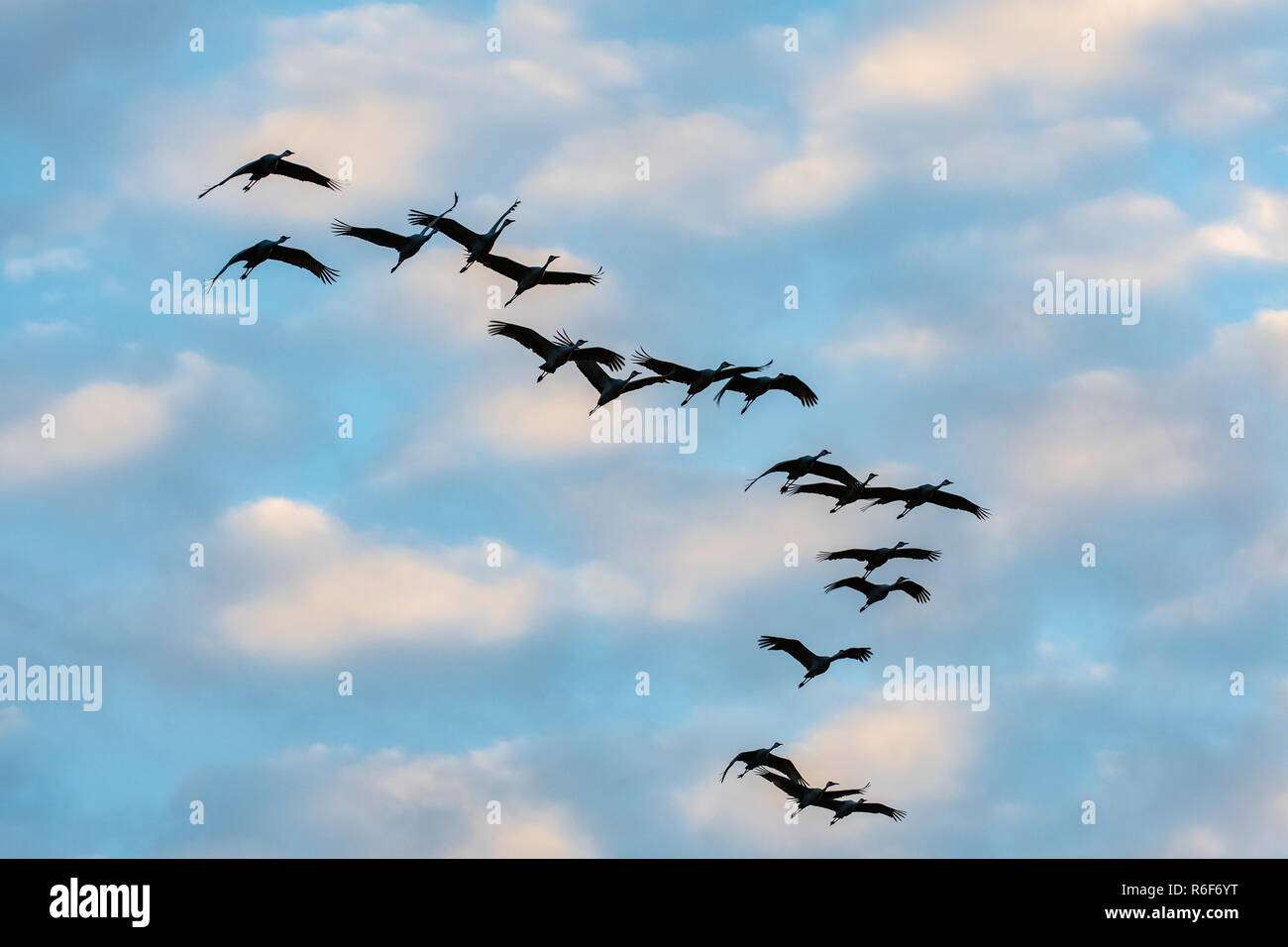 Spring Is In Air Cranes Are Returning >> Sunset Flock Sandhill Cranes Returning To Their Roosting Area Crex Spring Is In Air Cranes Are Returning >> Sunset Flock Sandhill Cranes Returning To Their Roosting Area Crex