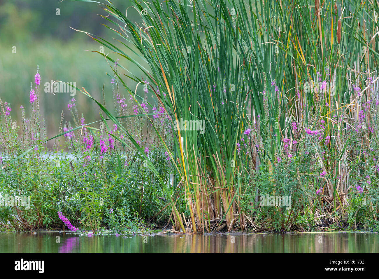 Invasive plant species hires stock photography and images Alamy