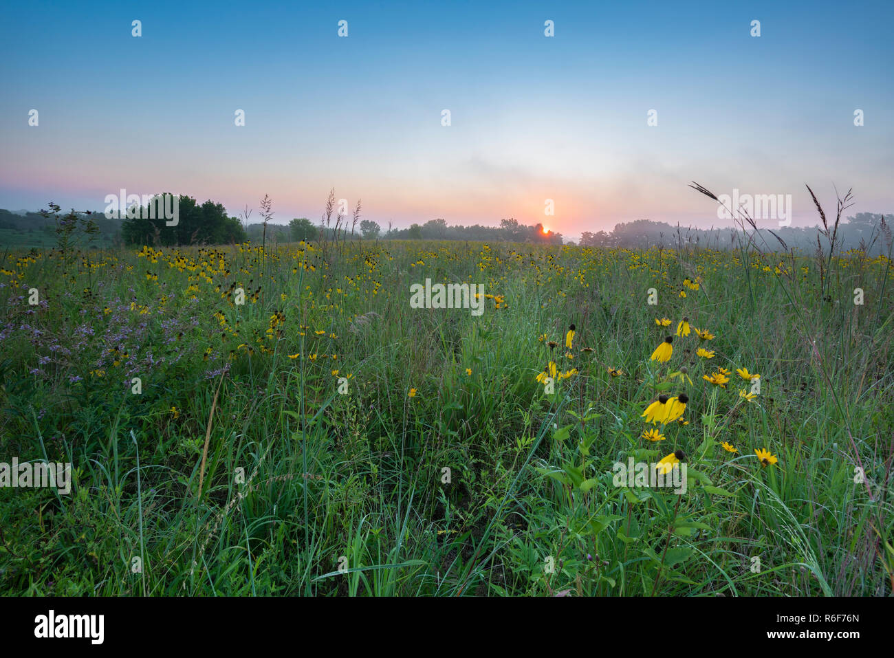 Grayheaded coneflowers (Ratibida pinnata), Prairie, August, Whitetail