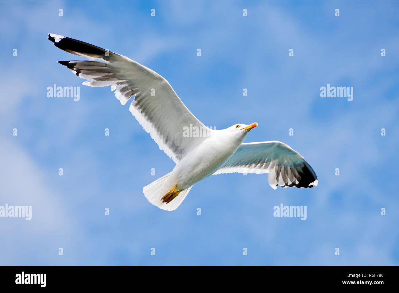 Horizontal close up of a seagull in flight. Stock Photo