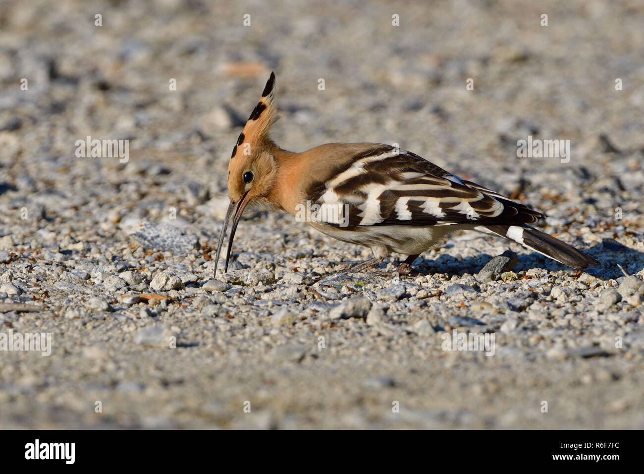 hoopoe in the foraging Stock Photo