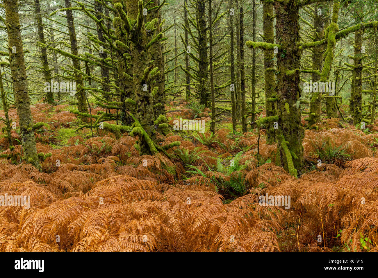 Moss-covered hemlock trees and dying ferns, Fort Stevens State Park, October, OR, USA, by Dominique Braud/Dembinsky Photo Assoc Stock Photo