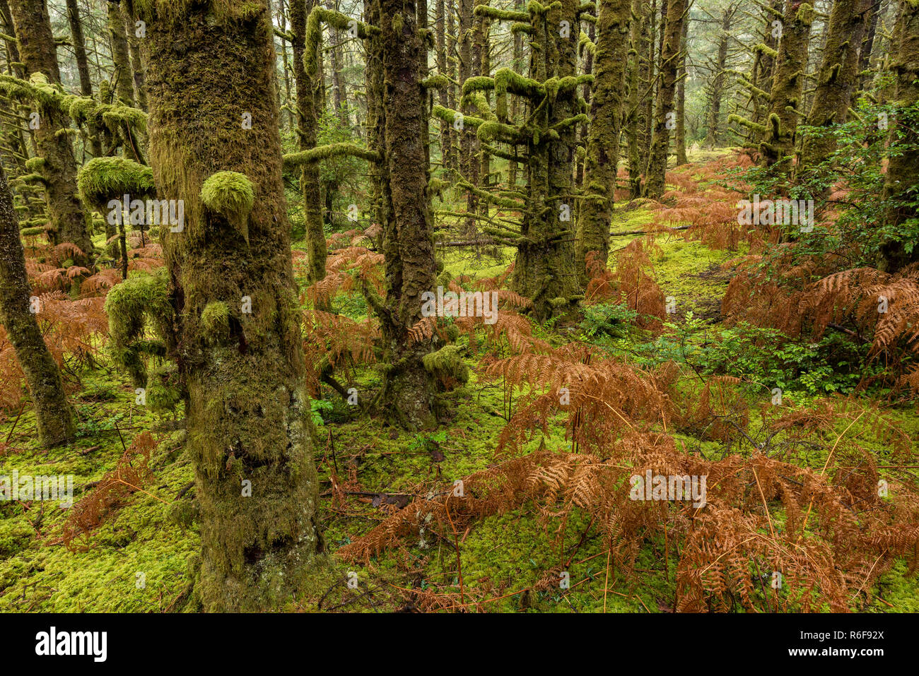 Mosscovered hemlock trees and dying ferns, Fort Stevens State Park