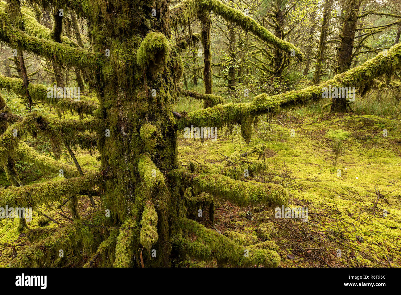 Hemlock forest with holly and sword ferns, Fort Stevens State Park, October, OR, USA, by Dominique Braud/Dembinsky Photo Assoc Stock Photo