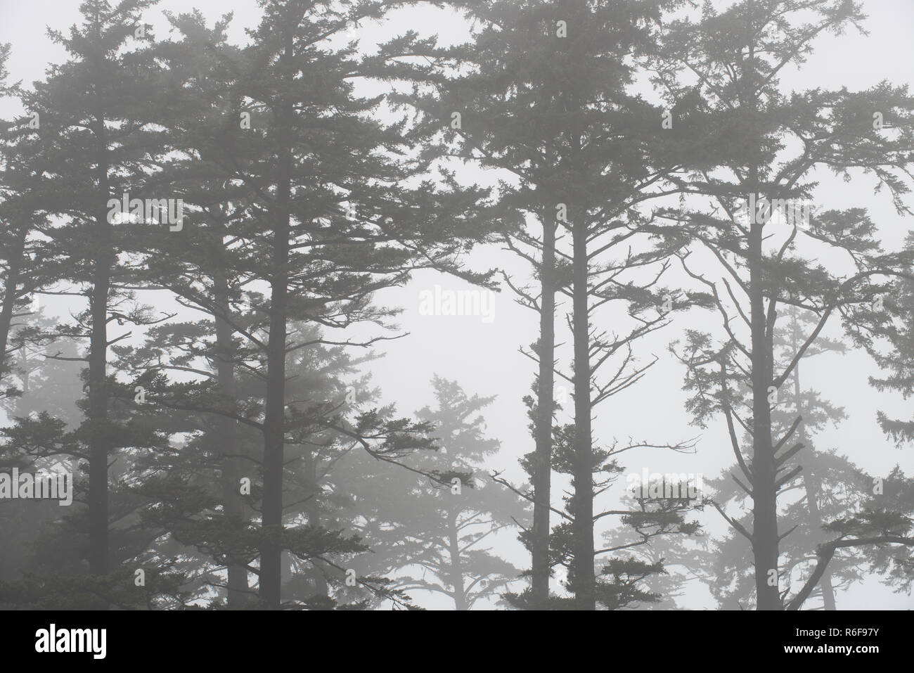 Tall pines shrouded in fog. Ecola State Park, October, OR, USA, by Dominique Braud/Dembinsky Photo Assoc Stock Photo