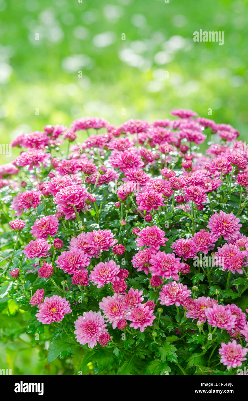 Beautiful blooming pink chrysanthemum bush in the garden Stock Photo