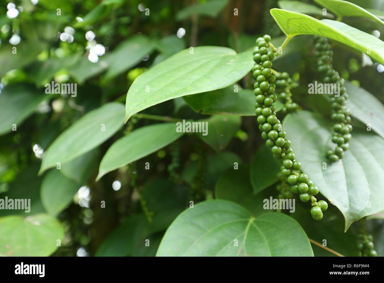 black pepper in sri lanka Stock Photo Alamy