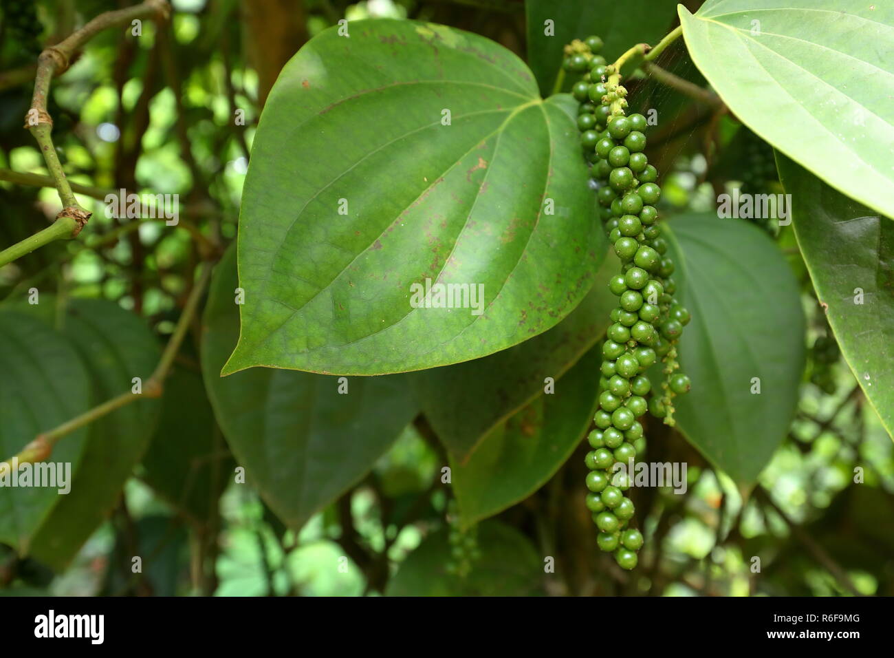 black pepper in sri lanka Stock Photo Alamy