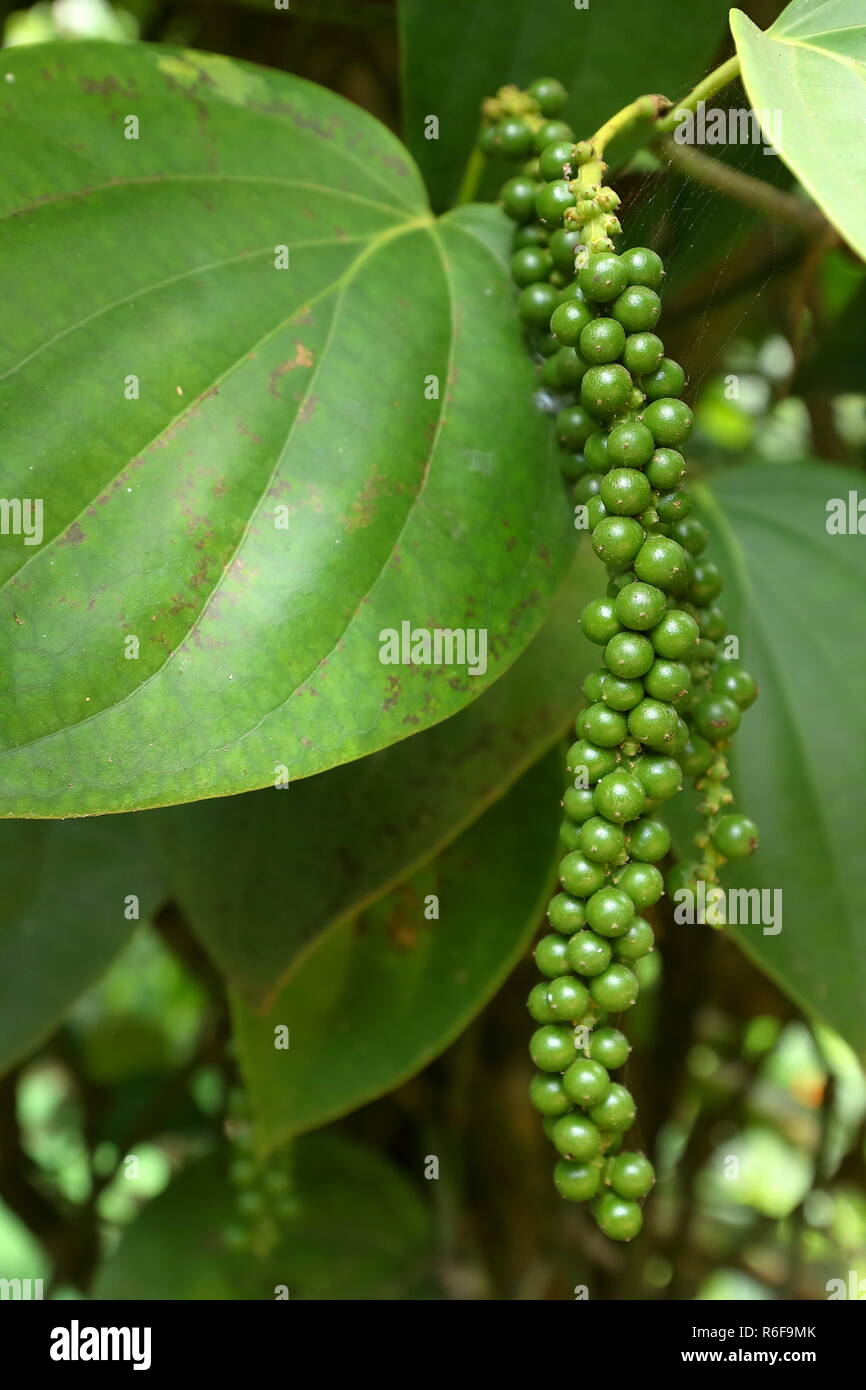 black pepper in sri lanka Stock Photo Alamy