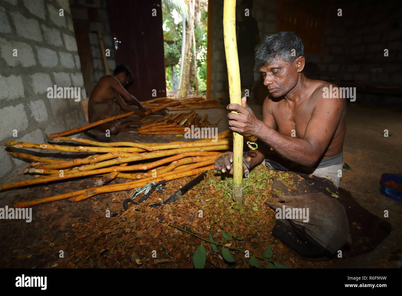 cinnamon production in sri lanka Stock Photo Alamy