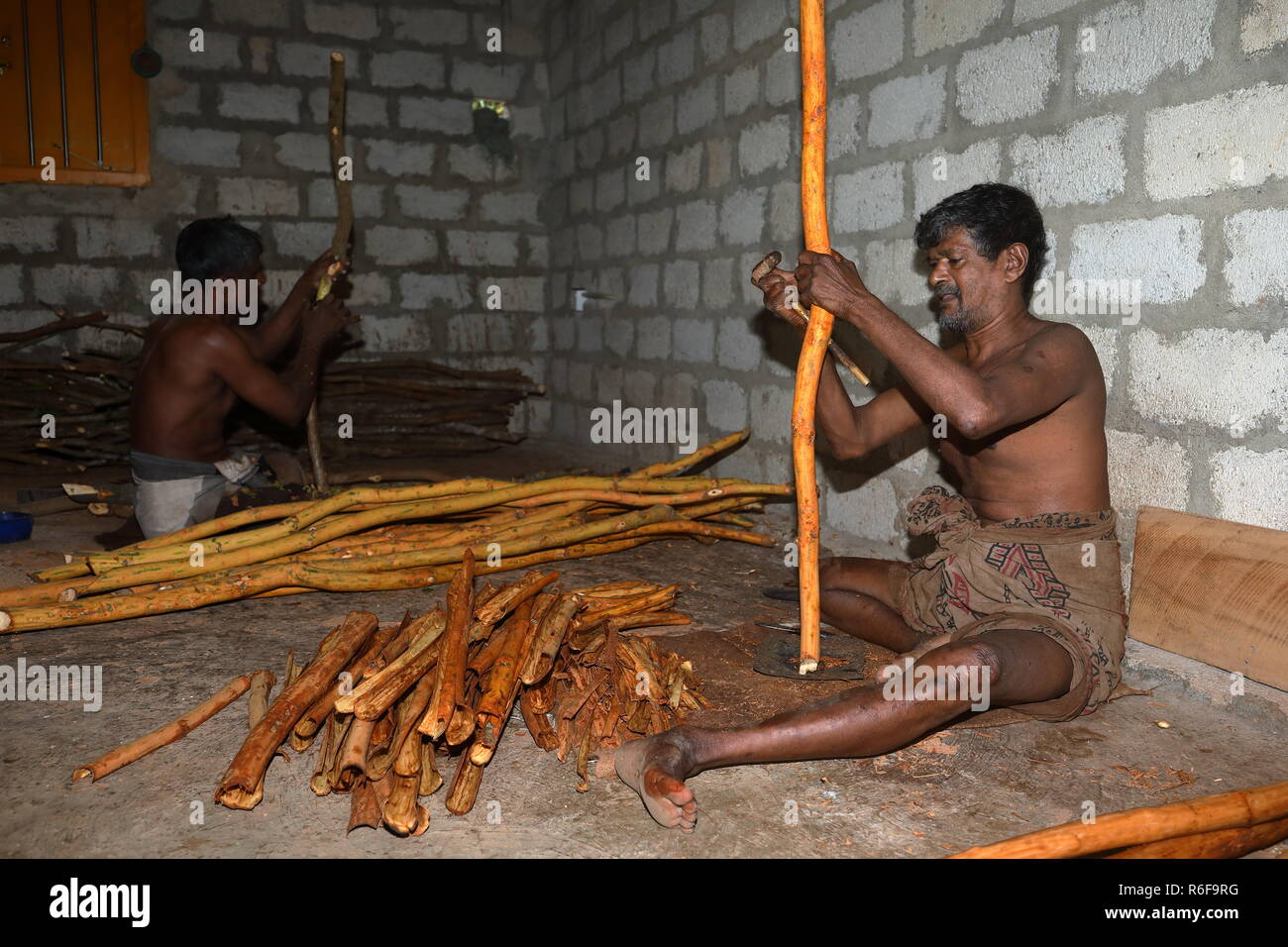 cinnamon production in sri lanka Stock Photo Alamy