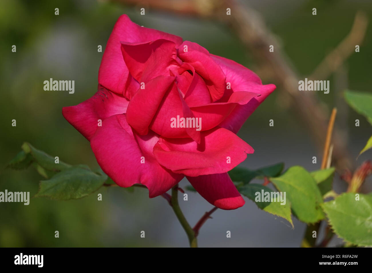 Flower lush red rose on a blurred green background Stock Photo - Alamy