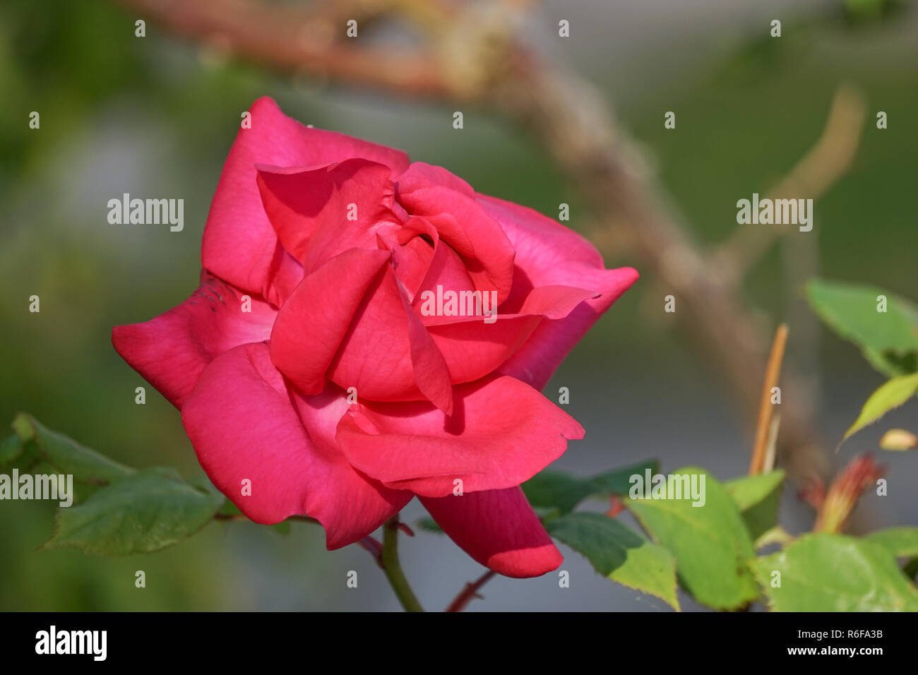 Flower lush red rose on a blurred green background Stock Photo - Alamy
