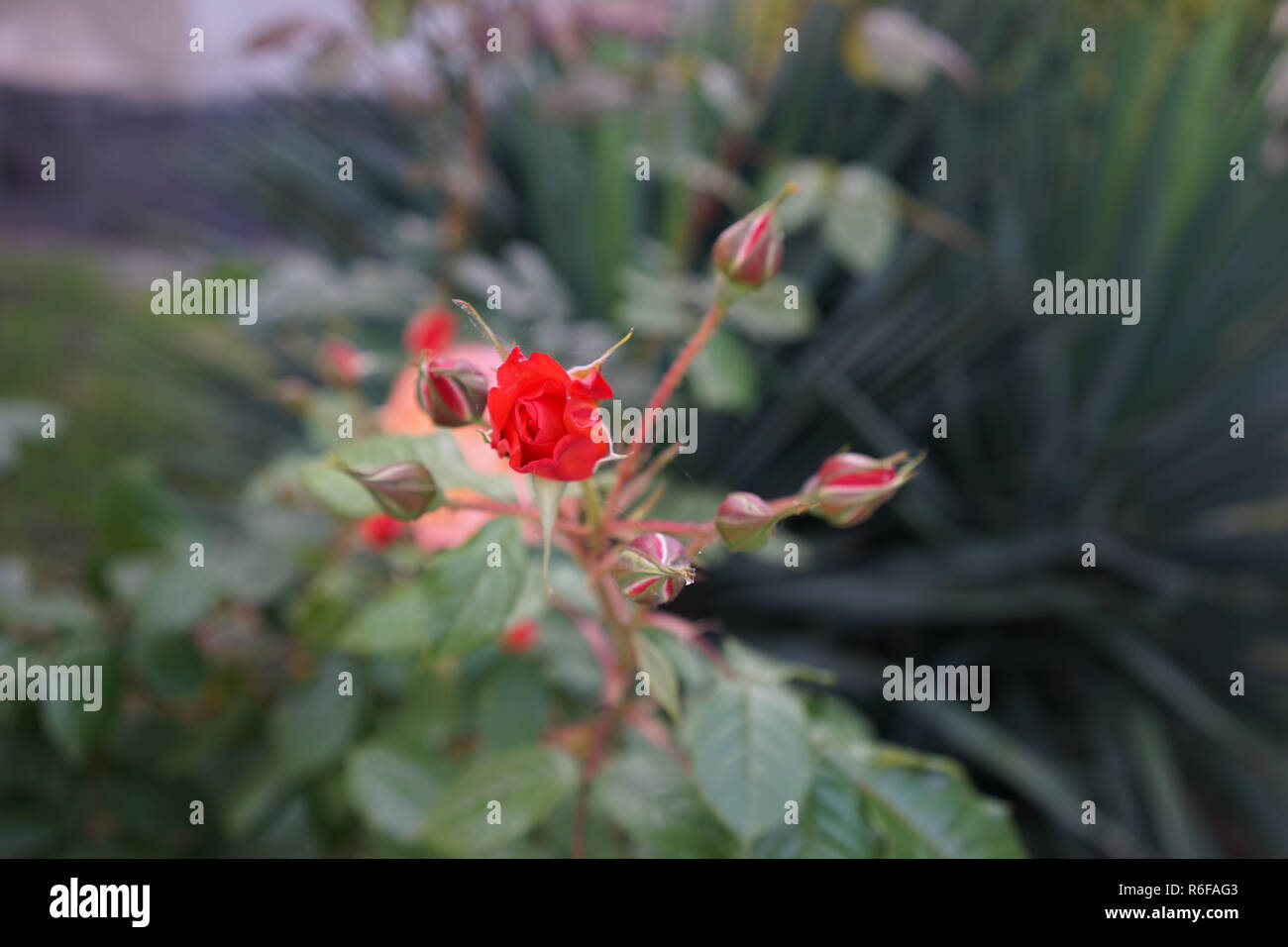 Flower lush red rose on a blurred green background Stock Photo - Alamy