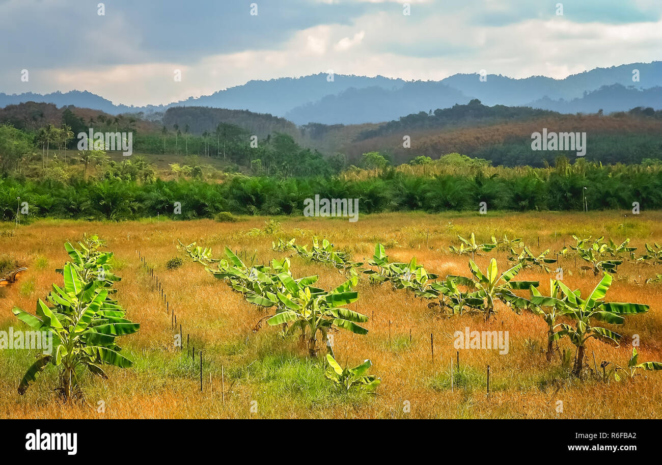 Banana trees plantation Stock Photo - Alamy