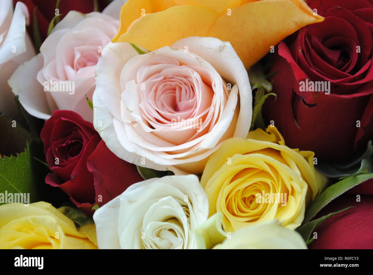 multicolored bouquet of roses in full splendor at the weekly market in mÃ¼nster in westphalia. Stock Photo