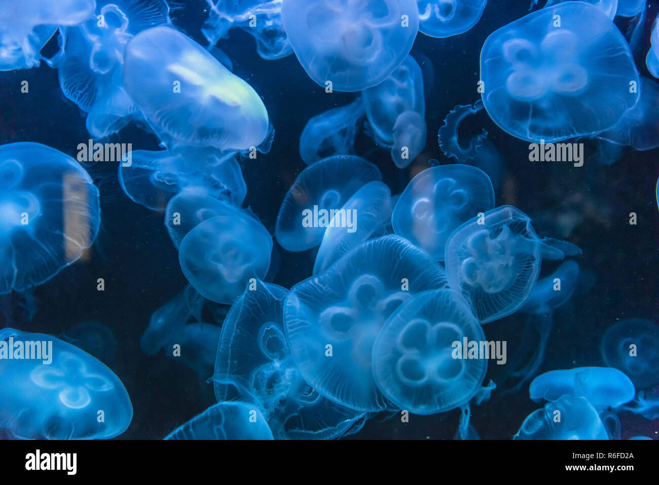 Blue Jellyfish, background Stock Photo - Alamy