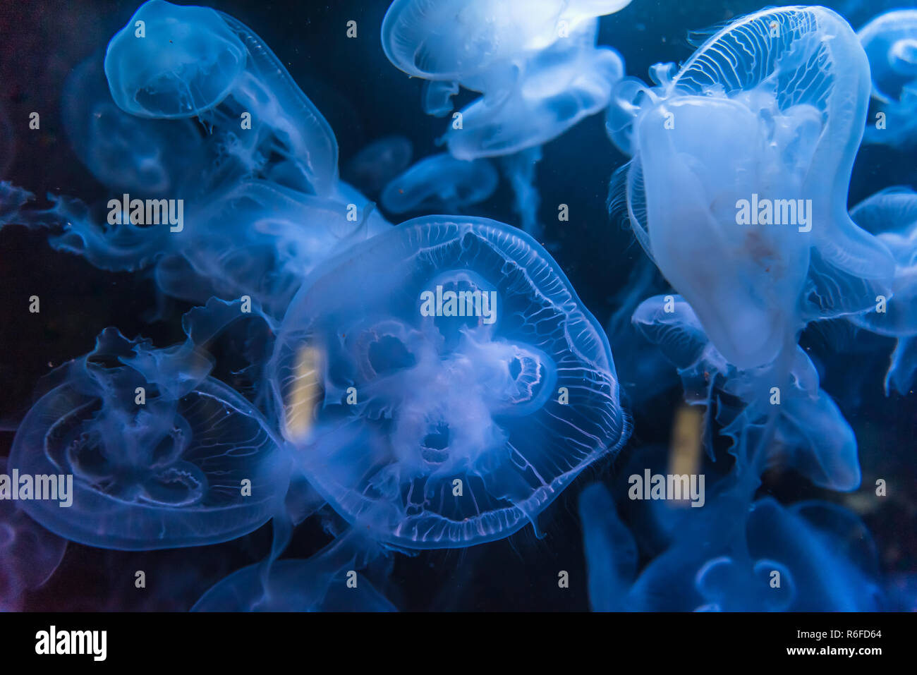 Blue Jellyfish, background Stock Photo - Alamy