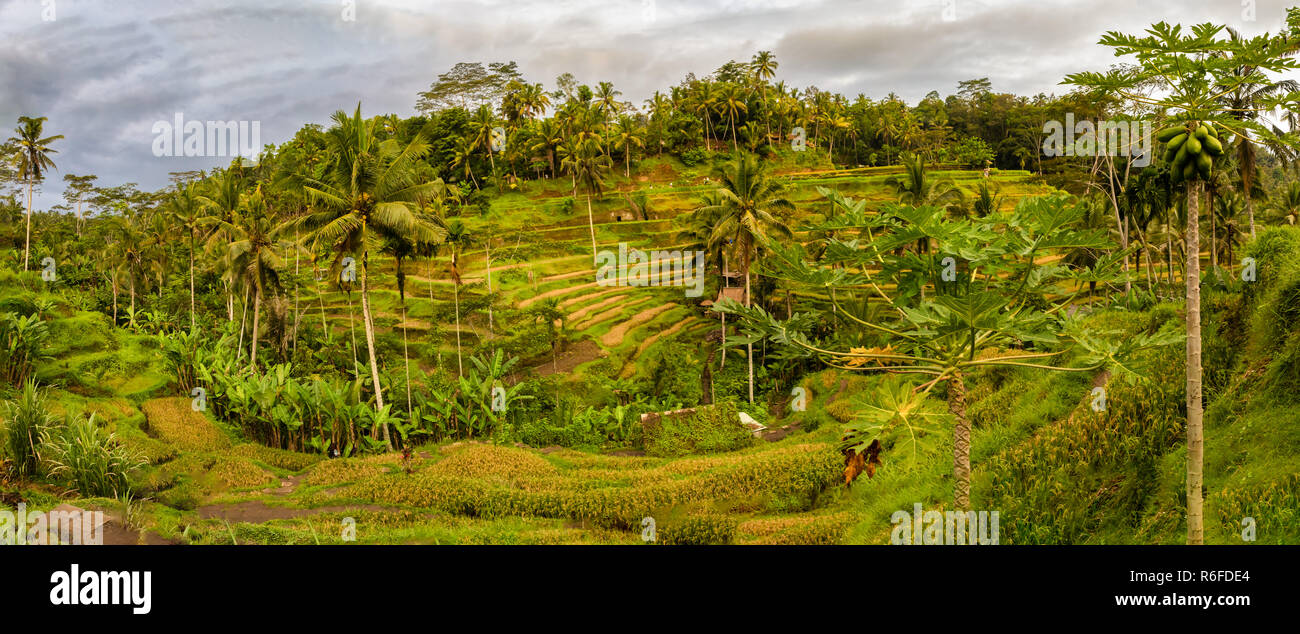 Panorama of Tegallalang Rice Fields in Ubud, Bali, Indonesia Stock Photo