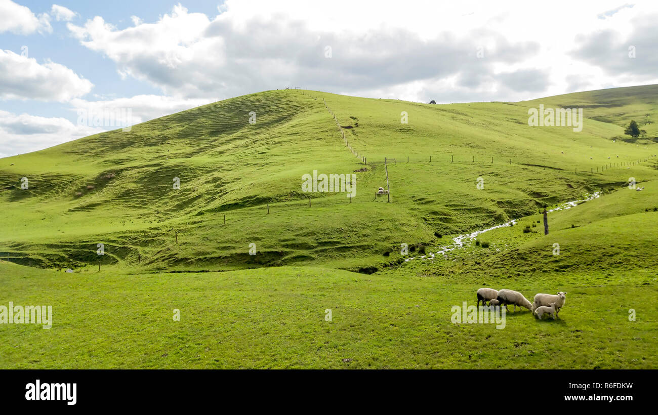 Rolling green hills sheep pasture hi-res stock photography and images ...