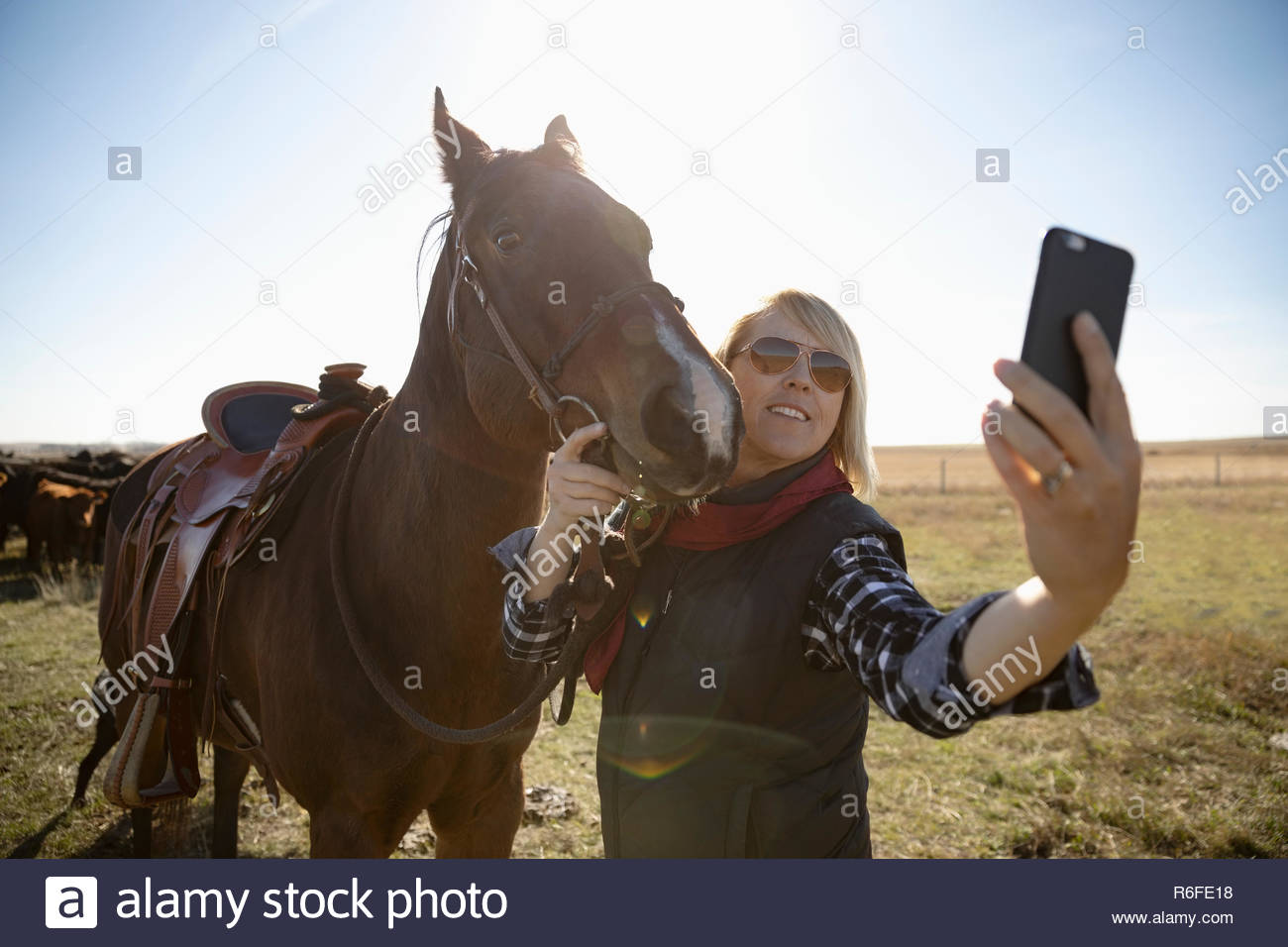 Woman and horse taking selfie with camera phone on sunny farm Stock