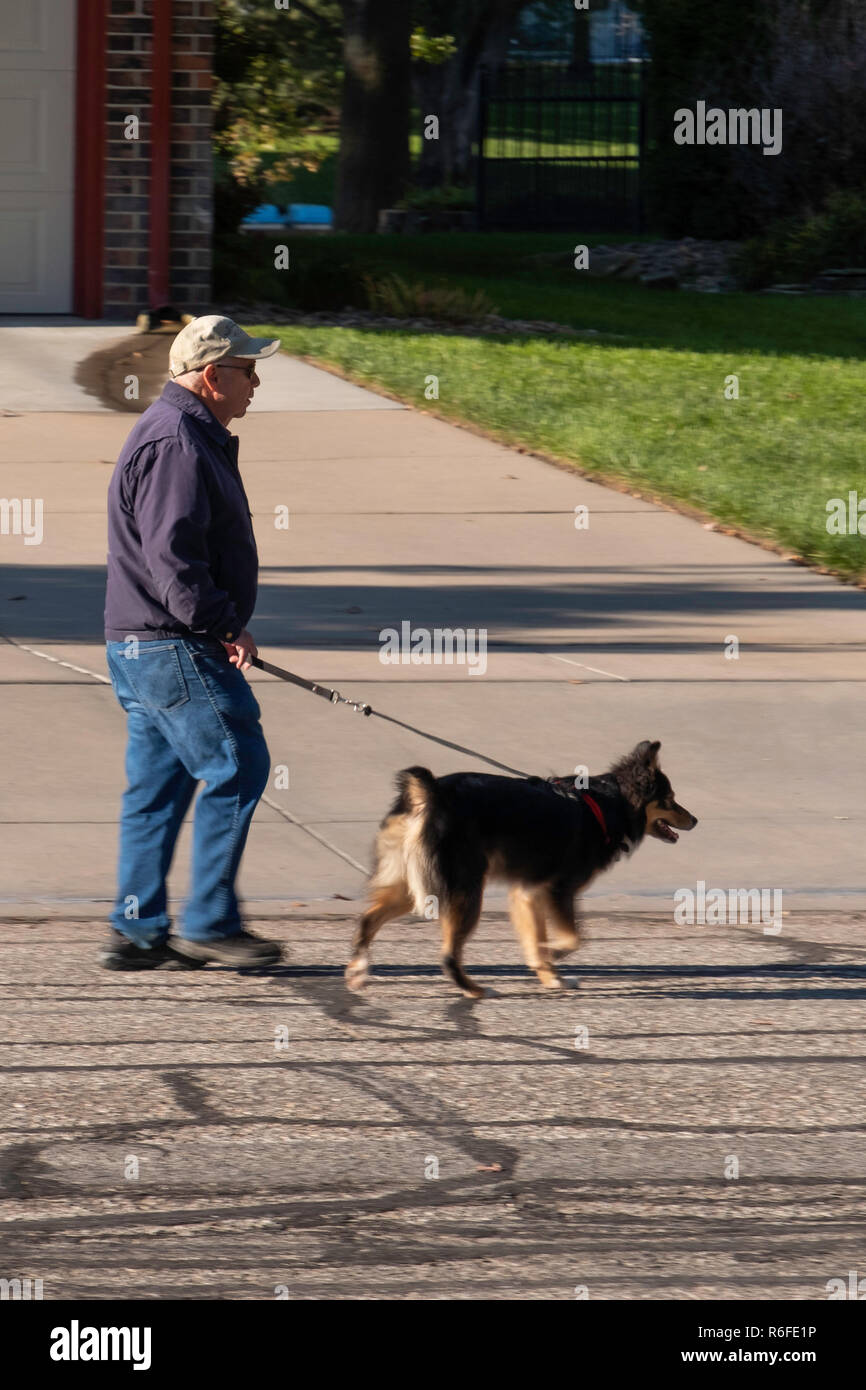 A adult senior Caucasian man walking a dog on a neighborhood street in autumn weather. USA. Stock Photo