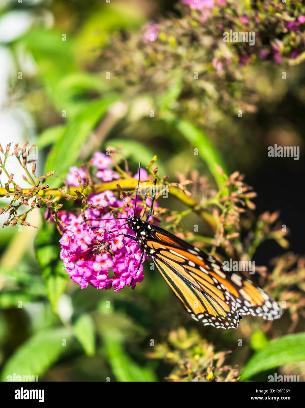 Monarch butterfly Danaus plexippus, feeding on buddleja davidii during ...