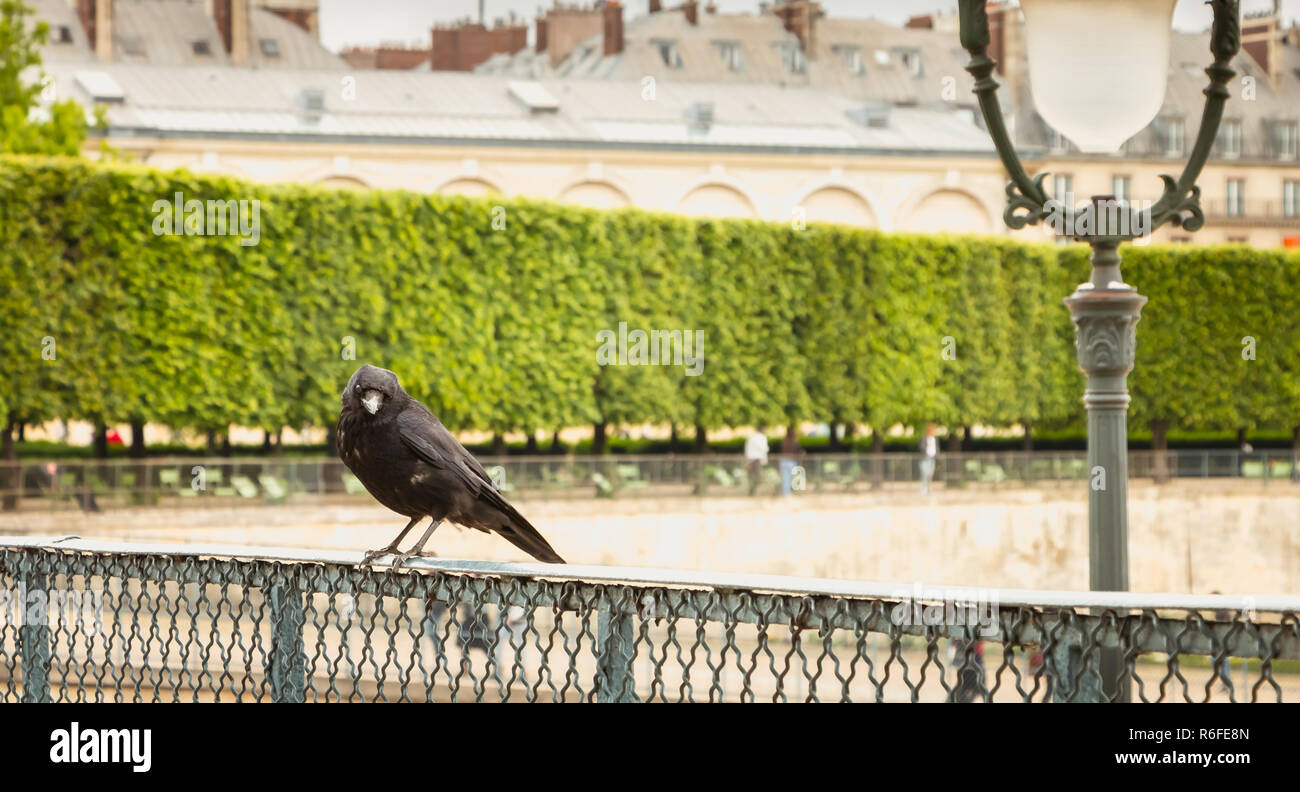 black bird on a grid in a garden Stock Photo