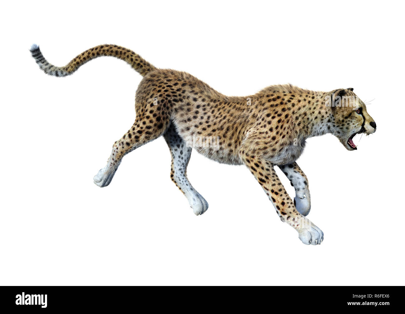 Cheetah trotting Cut Out Stock Images & Pictures - Alamy