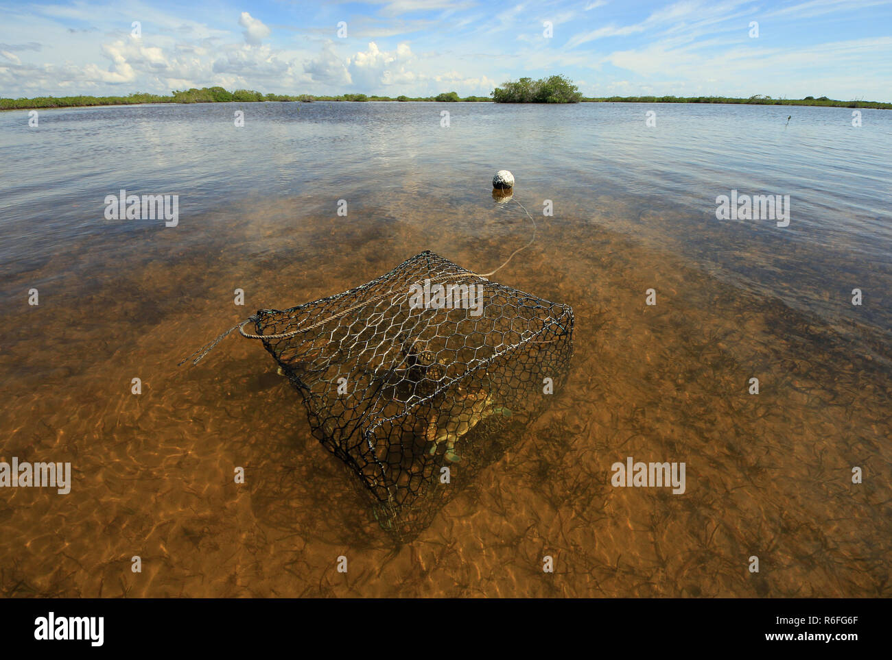 Crab trap with Blue Crab in the shallows of Barnes Sound, Florida Stock
