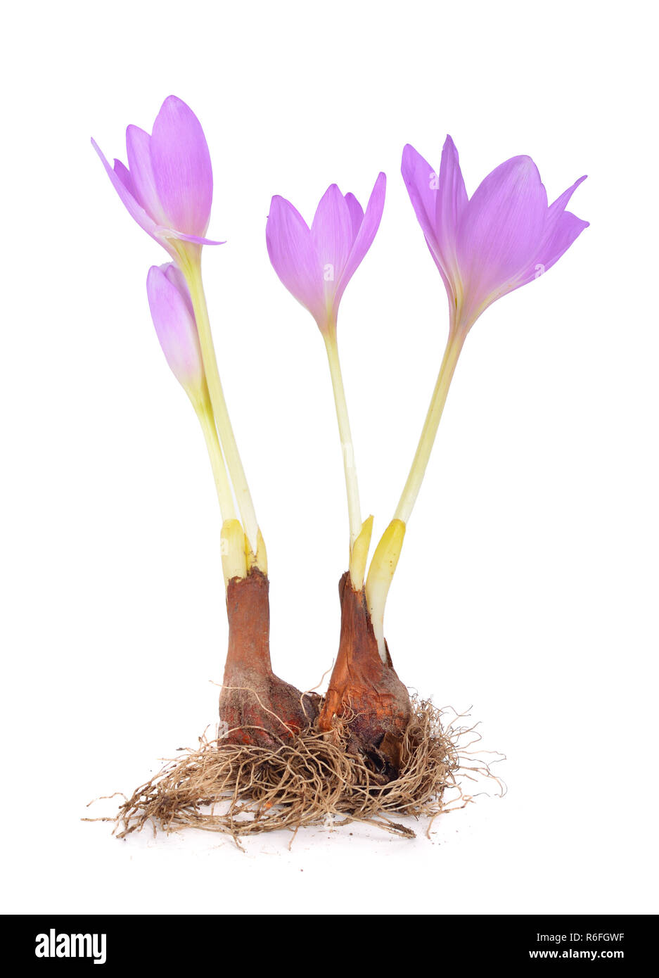 Colchicum flower with bulb. Isolated on white background. Stock Photo