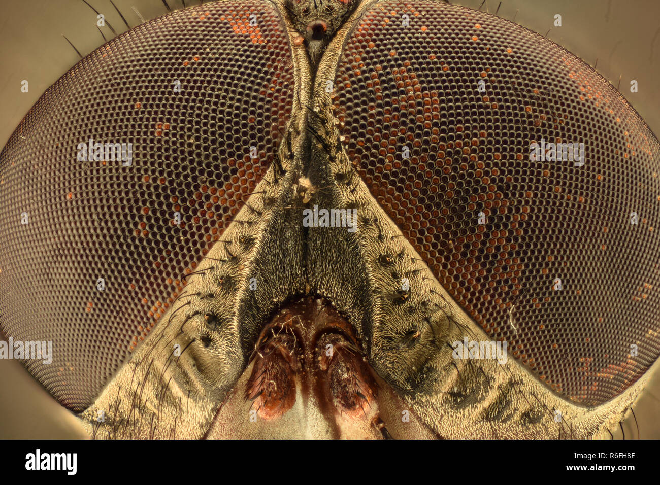 Compound eyes hi-res stock photography and images - Alamy