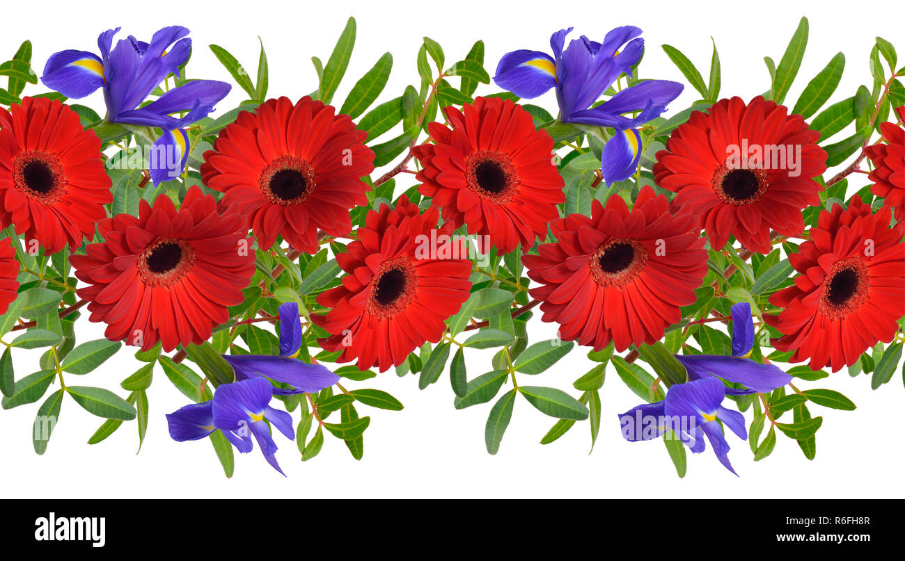 Seamless border with red gerbera and iris flowers. Isolated. Stock Photo