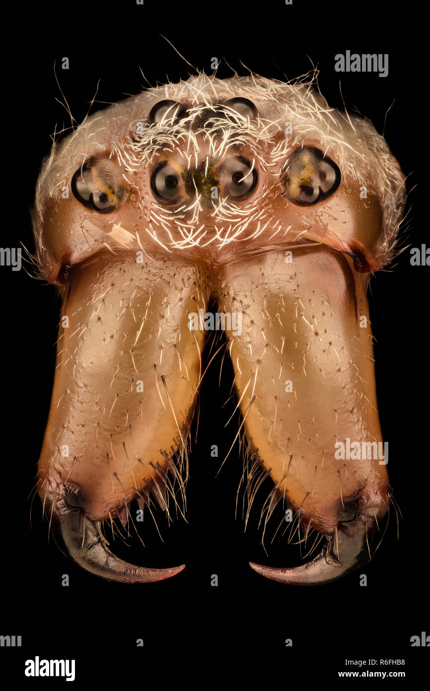 Extreme magnification - Argiope bruennichi Stock Photo