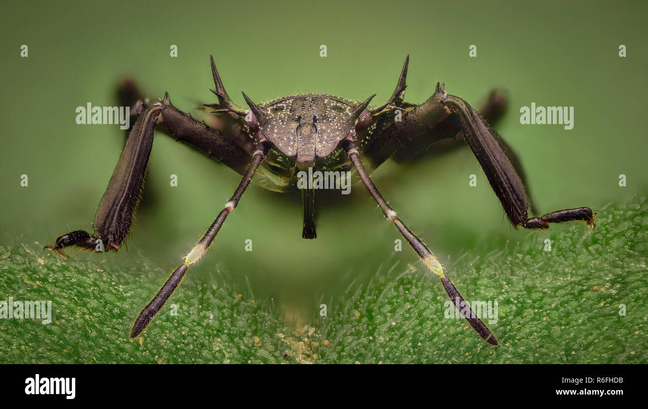 Extreme magnification - Black Stink bug Stock Photo