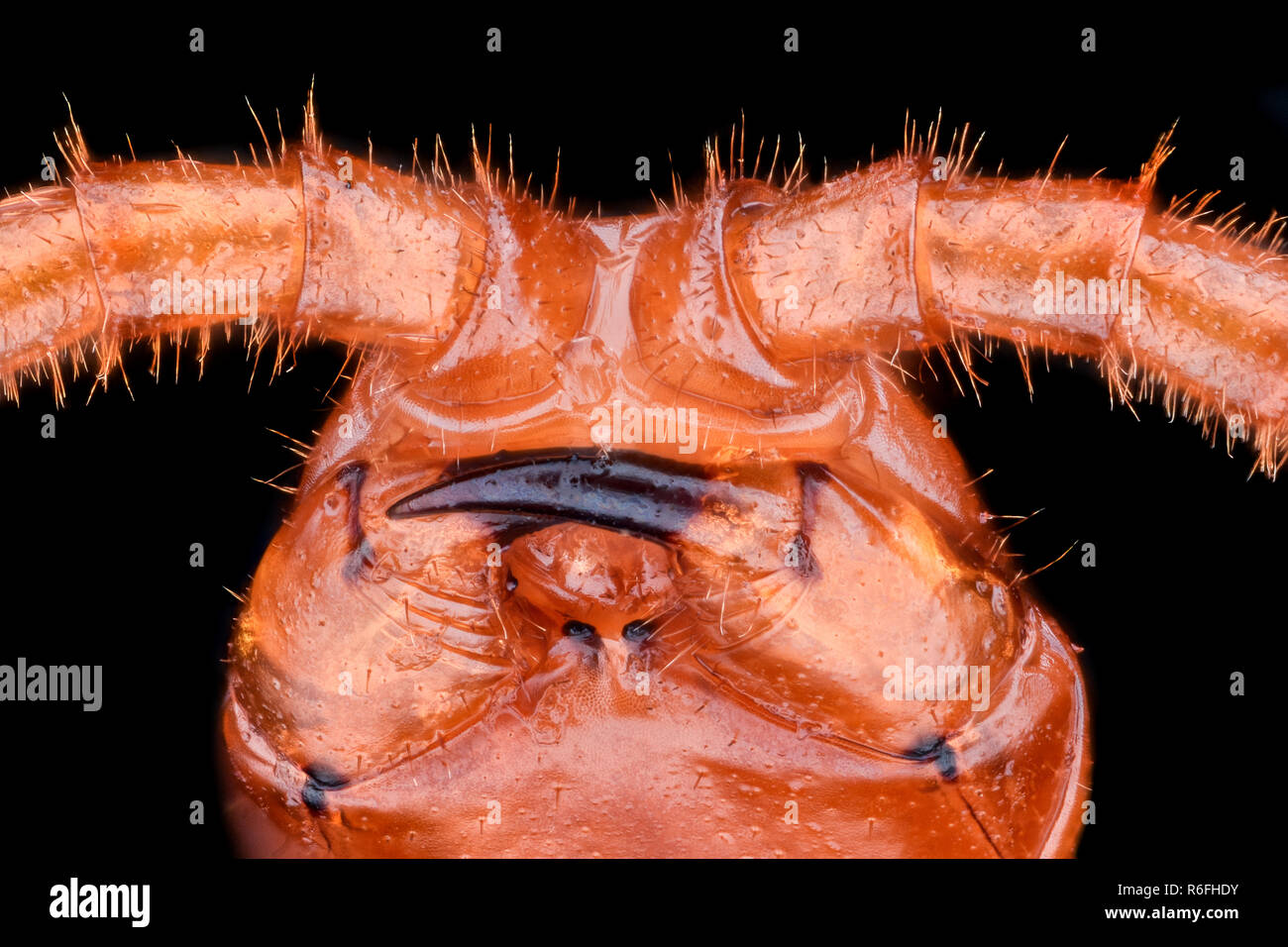 Extreme magnification - Western Yellow Centipede (Stigmatogaster subterranea) Stock Photo